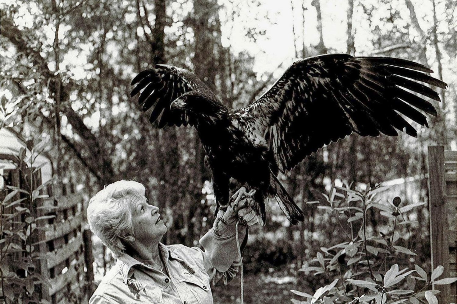 En 1979, una mujer decidió vivir en un nido de águila a 15 metros de altura. Lo que parecía una locura terminó salvando a cientos de aves en Estados Unidos