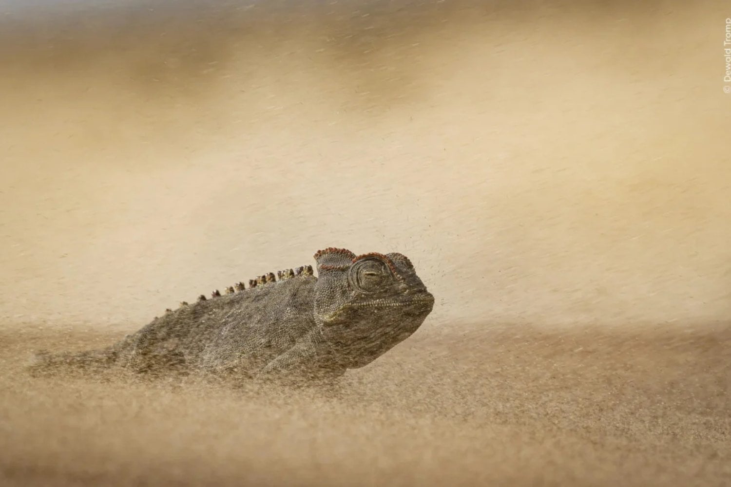 Este pájaro parece haberlo visto todo. Y su fotografía acaba de ganar un premio