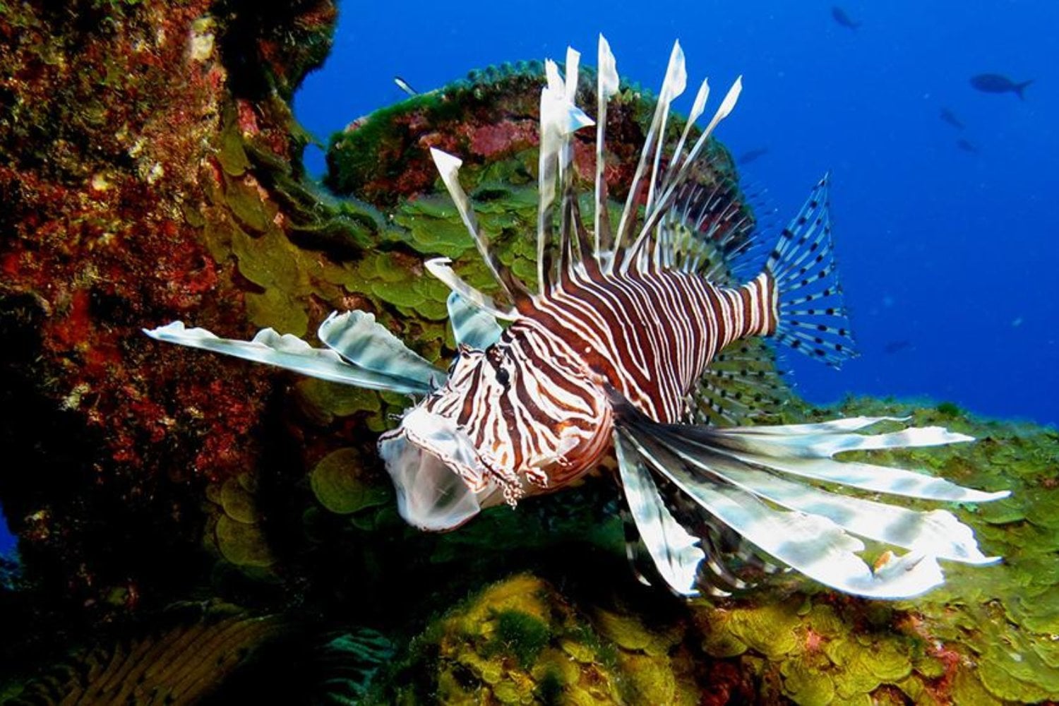 Florida sacó del mar más de 36.000 peces león en una cacería récord. Lo inquietante es que ni siquiera eso alcanza para frenar la invasión