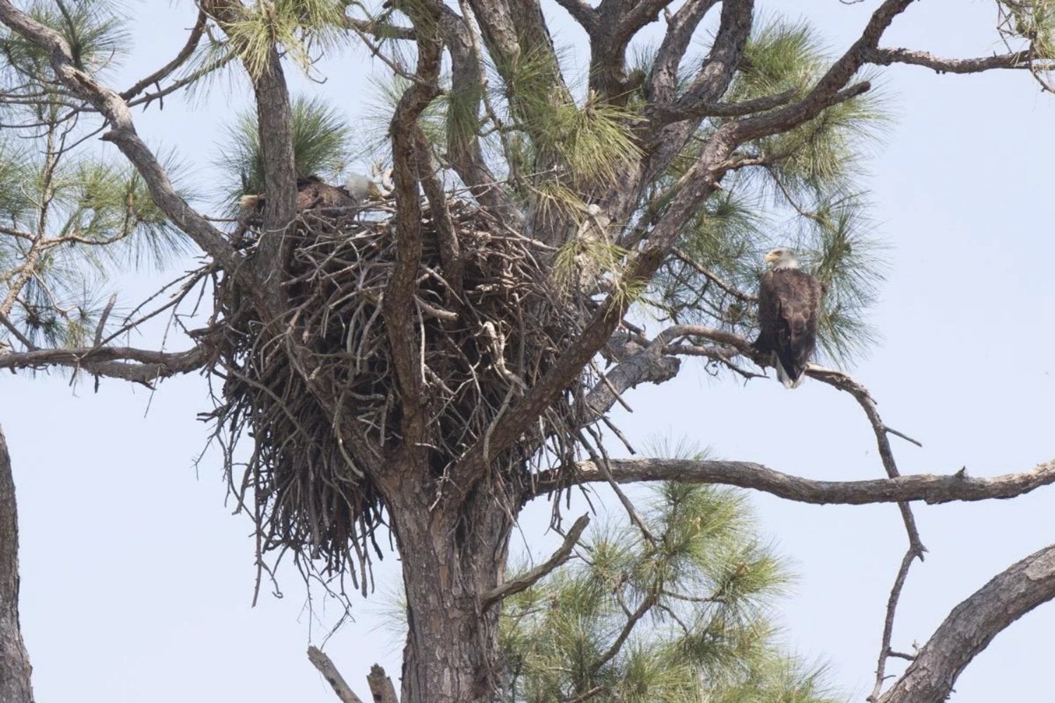 En 1979, una mujer decidió vivir en un nido de águila a 15 metros de altura. Lo que parecía una locura terminó salvando a cientos de aves en Estados Unidos