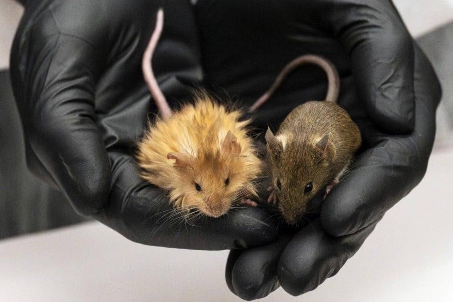 Científicos quieren resucitar al mamut lanudo y han empezado creando algo inesperado: un ratón genéticamente modificado que parece salido de la Edad de Hielo