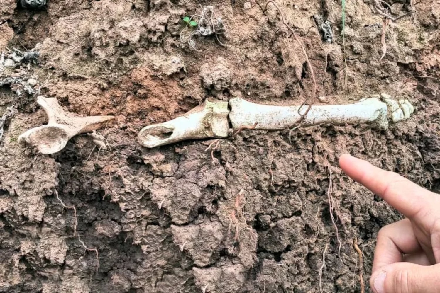 Hace 30.000 años, un pequeño ciervo convivía con tigres dientes de sable y gliptodontes. Ahora encontraron sus restos intactos en Latinoamérica