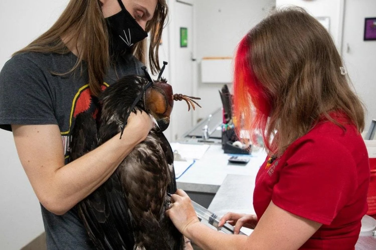 En 1979, una mujer decidió vivir en un nido de águila a 15 metros de altura. Lo que parecía una locura terminó salvando a cientos de aves en Estados Unidos