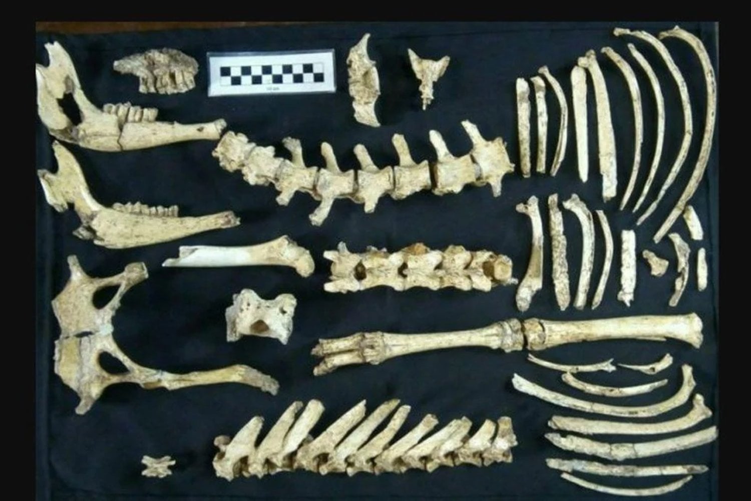Hace 30.000 años, un pequeño ciervo convivía con tigres dientes de sable y gliptodontes. Ahora encontraron sus restos intactos en Latinoamérica