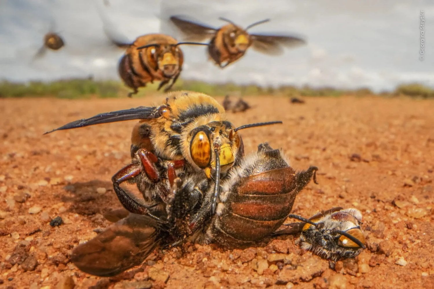 Este pájaro parece haberlo visto todo. Y su fotografía acaba de ganar un premio