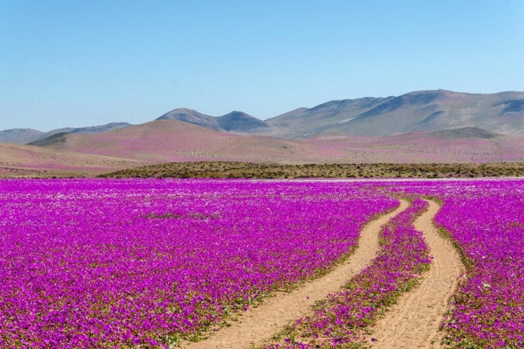 El Niño puede provocar inundaciones, sequías y desastres naturales. Pero la ciencia ha descubierto que también es responsable de algo extraordinario para la vida en la Tierra