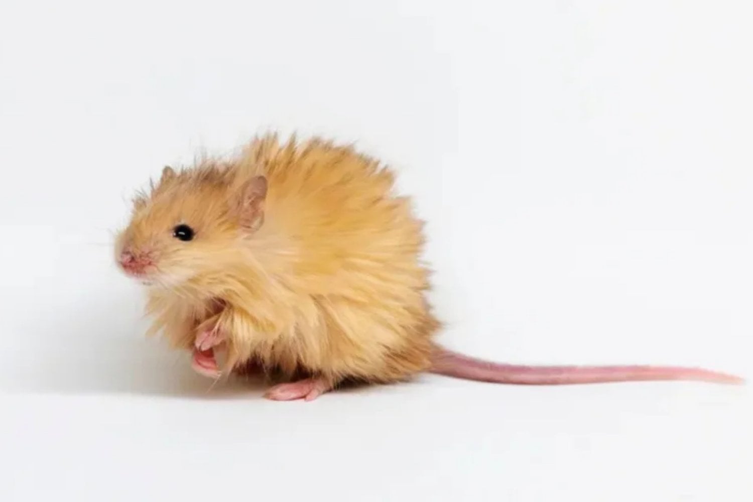 Científicos quieren resucitar al mamut lanudo y han empezado creando algo inesperado: un ratón genéticamente modificado que parece salido de la Edad de Hielo