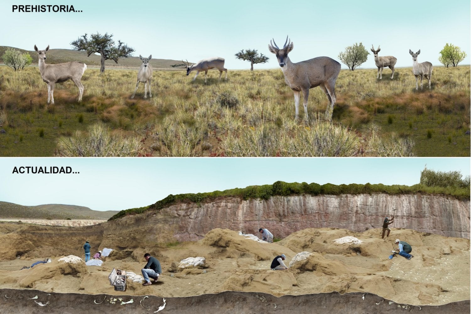Hace 30.000 años, un pequeño ciervo convivía con tigres dientes de sable y gliptodontes. Ahora encontraron sus restos intactos en Latinoamérica