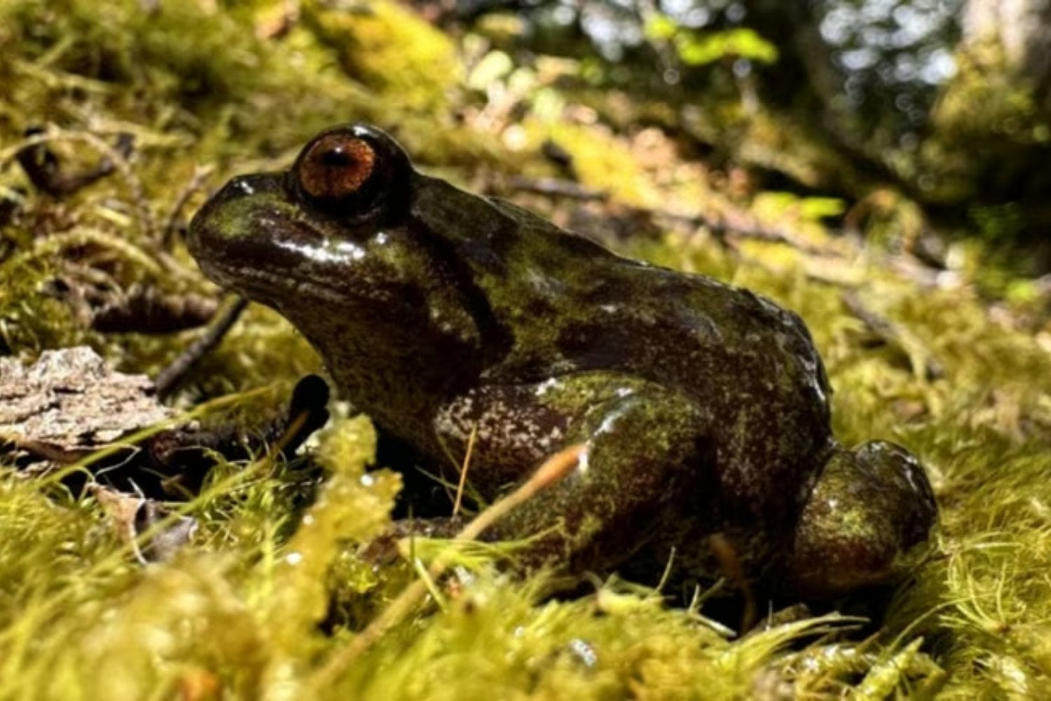 Buscaban una especie invasora en la Patagonia y encontraron algo mucho más extraordinario. El hallazgo puede ser clave para salvar a una rana casi desconocida