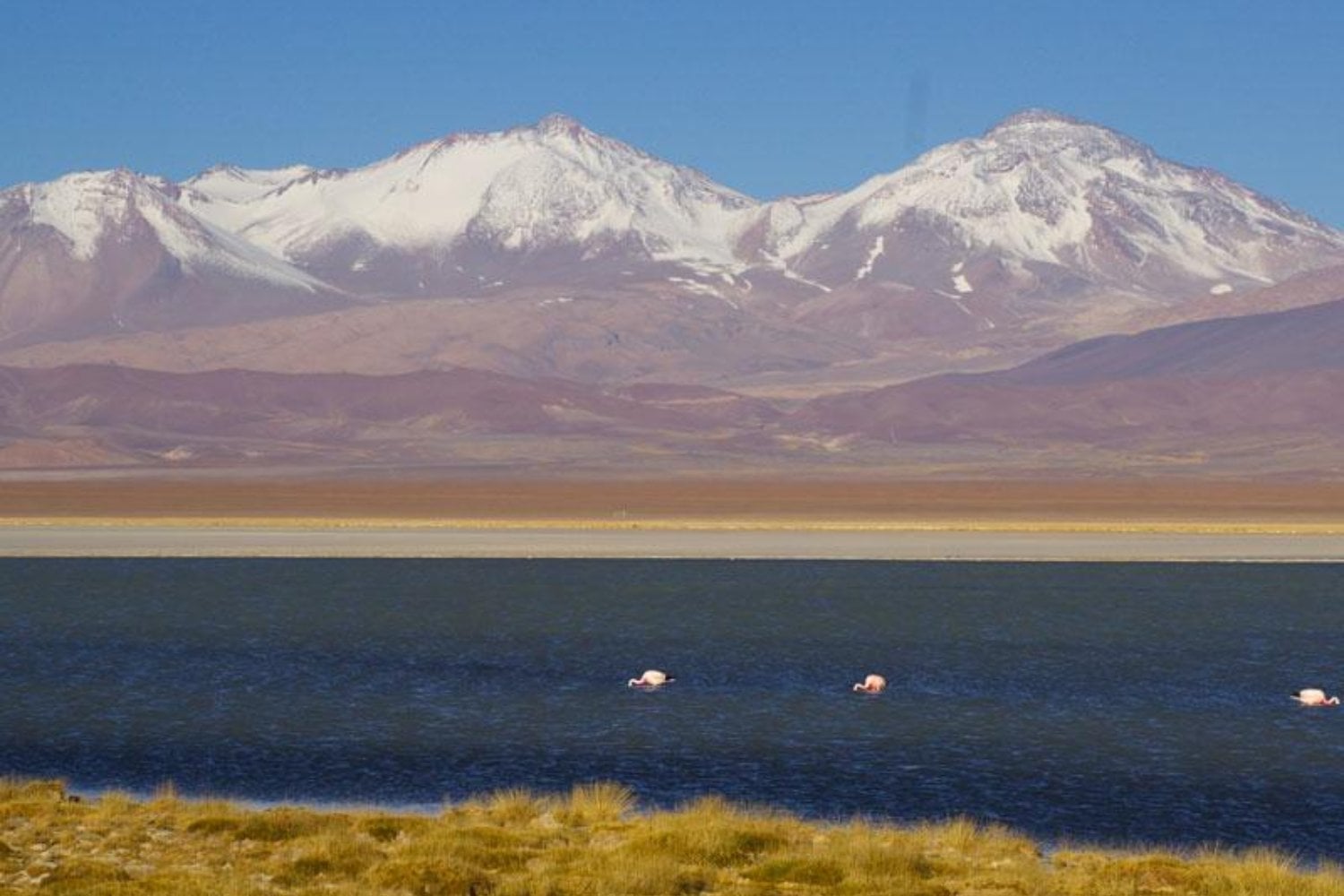 En 2025, más de 1.500 huevos de flamenco quedaron abandonados en Chile. Un año después, los científicos encontraron algo que nadie podía dar por seguro