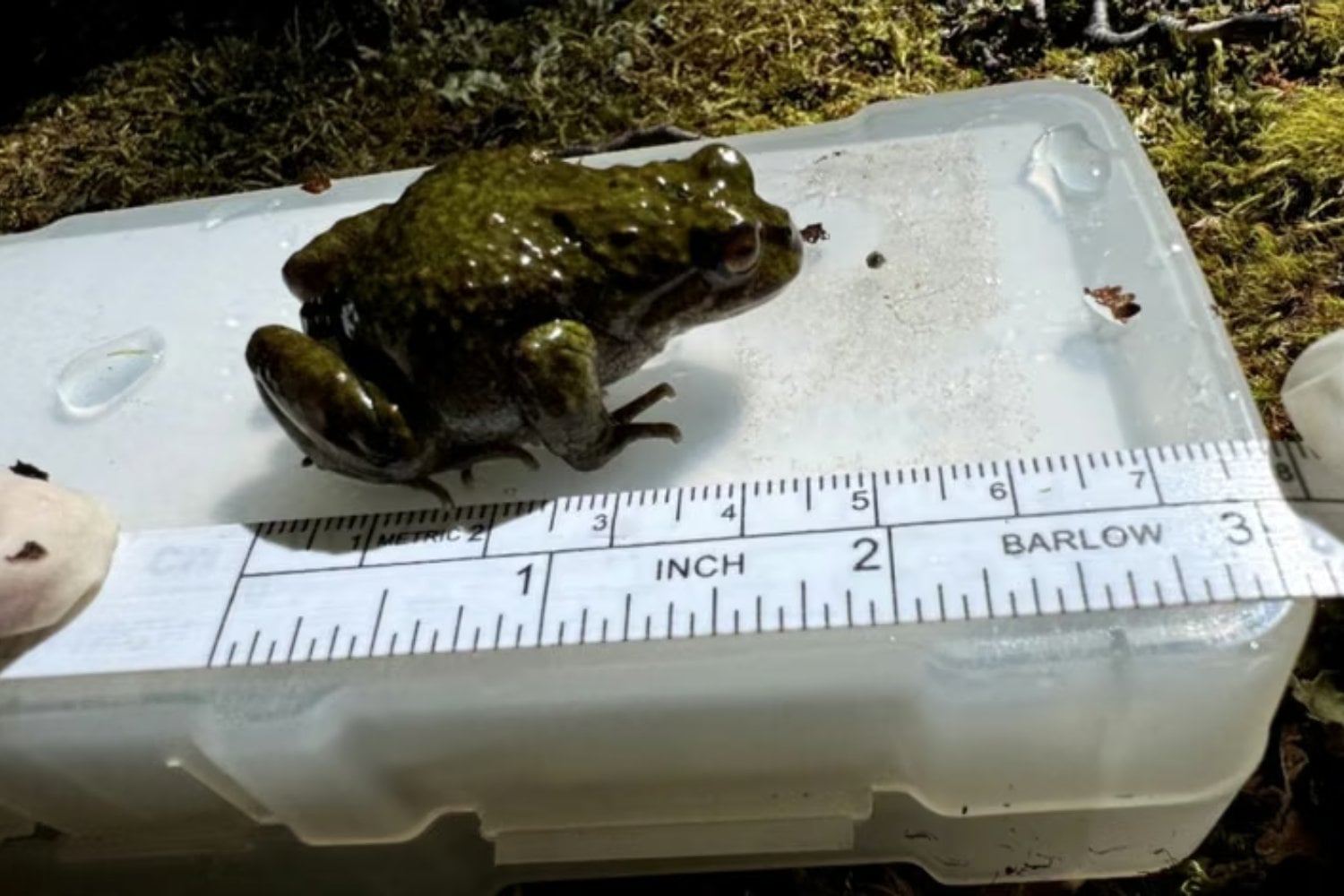 Buscaban una especie invasora en la Patagonia y encontraron algo mucho más extraordinario. El hallazgo puede ser clave para salvar a una rana casi desconocida