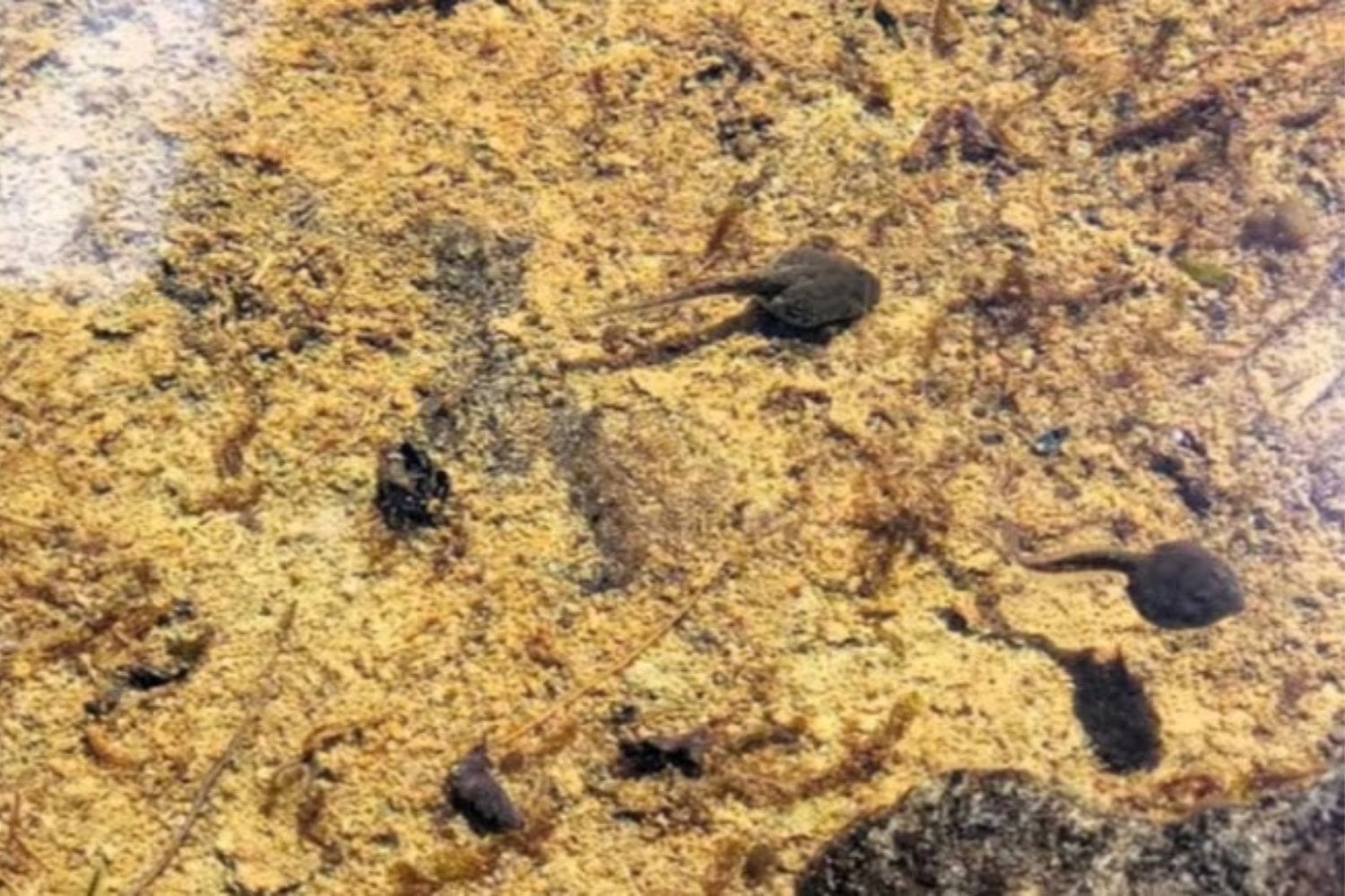 Buscaban una especie invasora en la Patagonia y encontraron algo mucho más extraordinario. El hallazgo puede ser clave para salvar a una rana casi desconocida