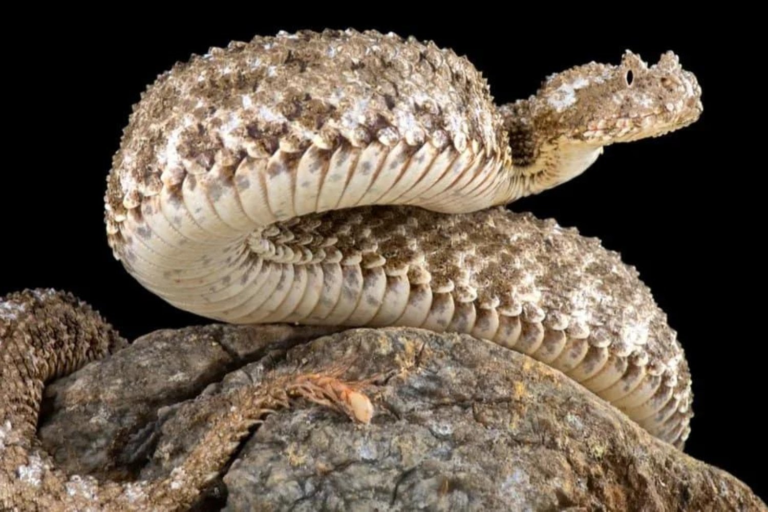 Durante décadas, los científicos pensaron que esta serpiente tenía una deformidad. Ahora descubrieron que escondía algo mucho más perturbador