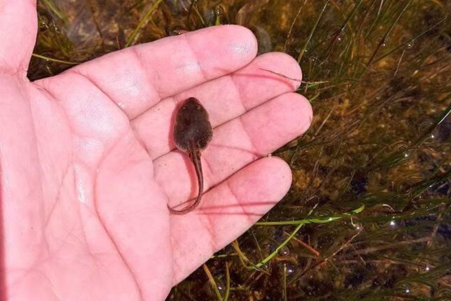 Buscaban una especie invasora en la Patagonia y encontraron algo mucho más extraordinario. El hallazgo puede ser clave para salvar a una rana casi desconocida