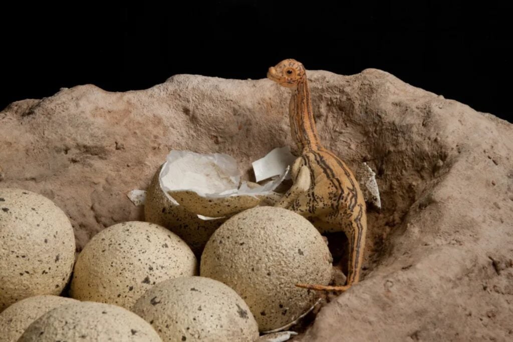 Encontraron huevos de dinosaurio donde el frío debería haberlos condenado. La pista está en una incubadora de hace 66 millones de años
