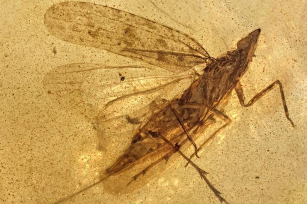 Hace 99 millones de años, un insecto desarrolló una boca que hoy ya no existe: una “manguera” flexible casi dos veces más larga que su cuerpo