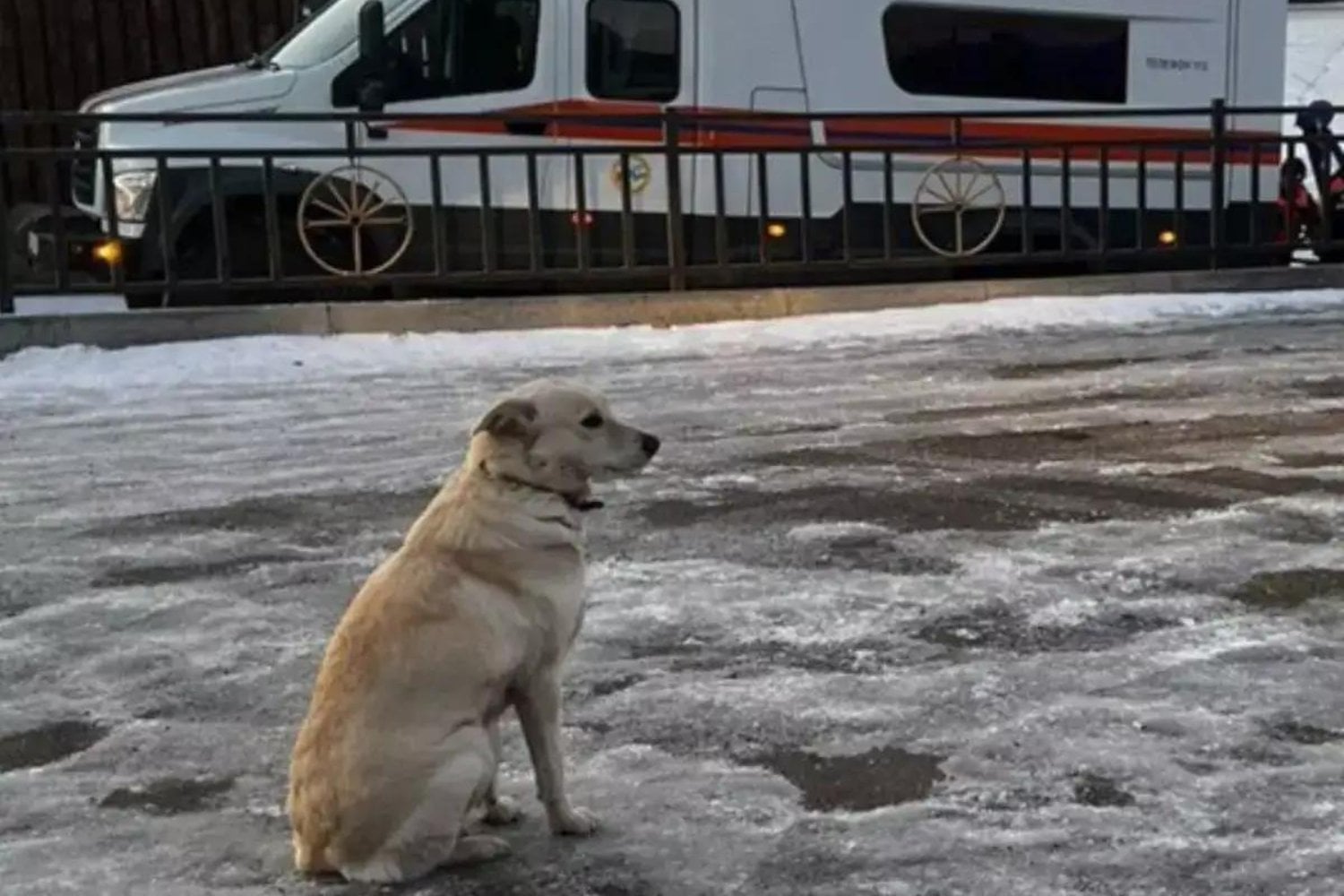Su dueño desapareció bajo el hielo de un río en Rusia. Durante cuatro días, una perra regresó al mismo lugar esperando algo que nunca iba a ocurrir