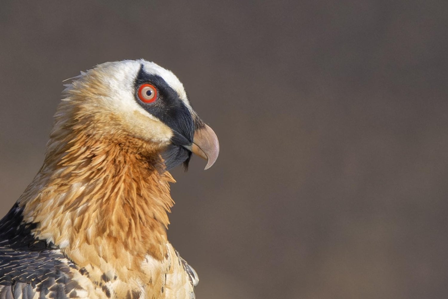 En África hay un buitre que se come los huesos y mata a su propio hermano al nacer. Ahora los científicos quieren aprovecharlo para salvarlo de la extinción