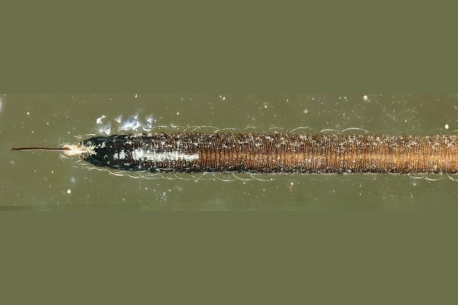 Hace 99 millones de años, un insecto desarrolló una boca que hoy ya no existe: una “manguera” flexible casi dos veces más larga que su cuerpo
