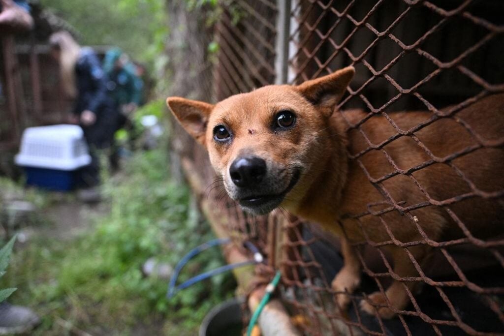 Corea del Sur pasó generaciones comiendo sopa de perro en los días más calurosos del año. Este ha sido el último verano legal y ahora debe encontrar un destino para casi medio millón de animales