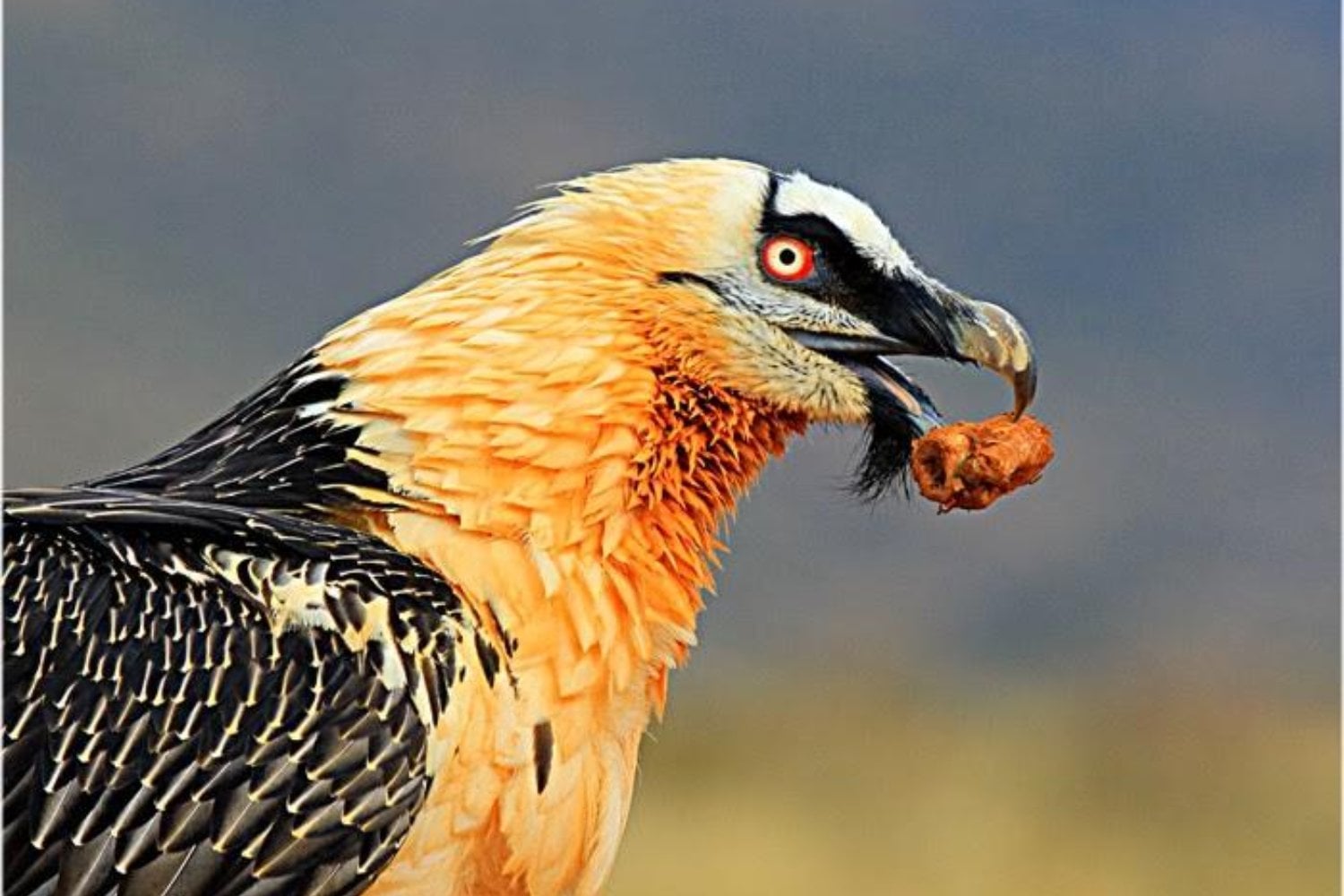 En África hay un buitre que se come los huesos y mata a su propio hermano al nacer. Ahora los científicos quieren aprovecharlo para salvarlo de la extinción