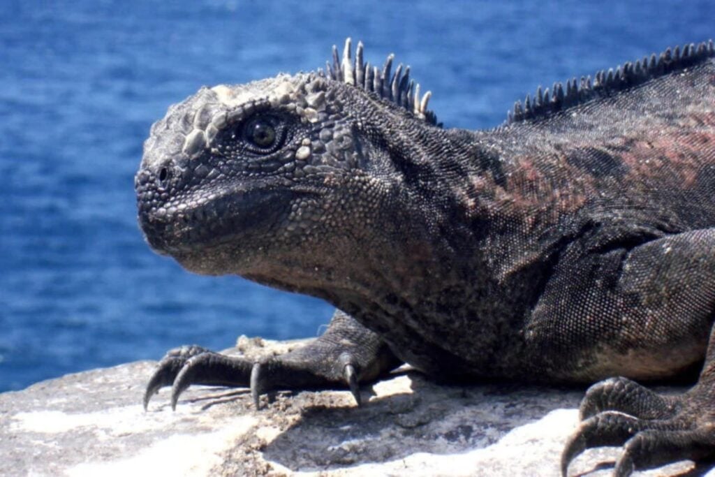 Los científicos temen que un super El Niño y un extraño aumento del tráfico ilegal acaben diezmando a las iguanas de Galápagos