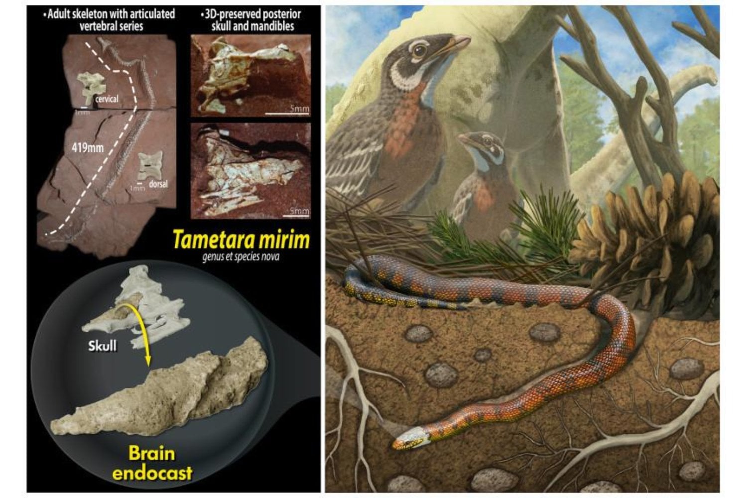 Encontraron una serpiente de 80 millones de años en Brasil y descubrieron algo desconcertante. Su cerebro está cambiando lo que sabíamos de estos reptiles