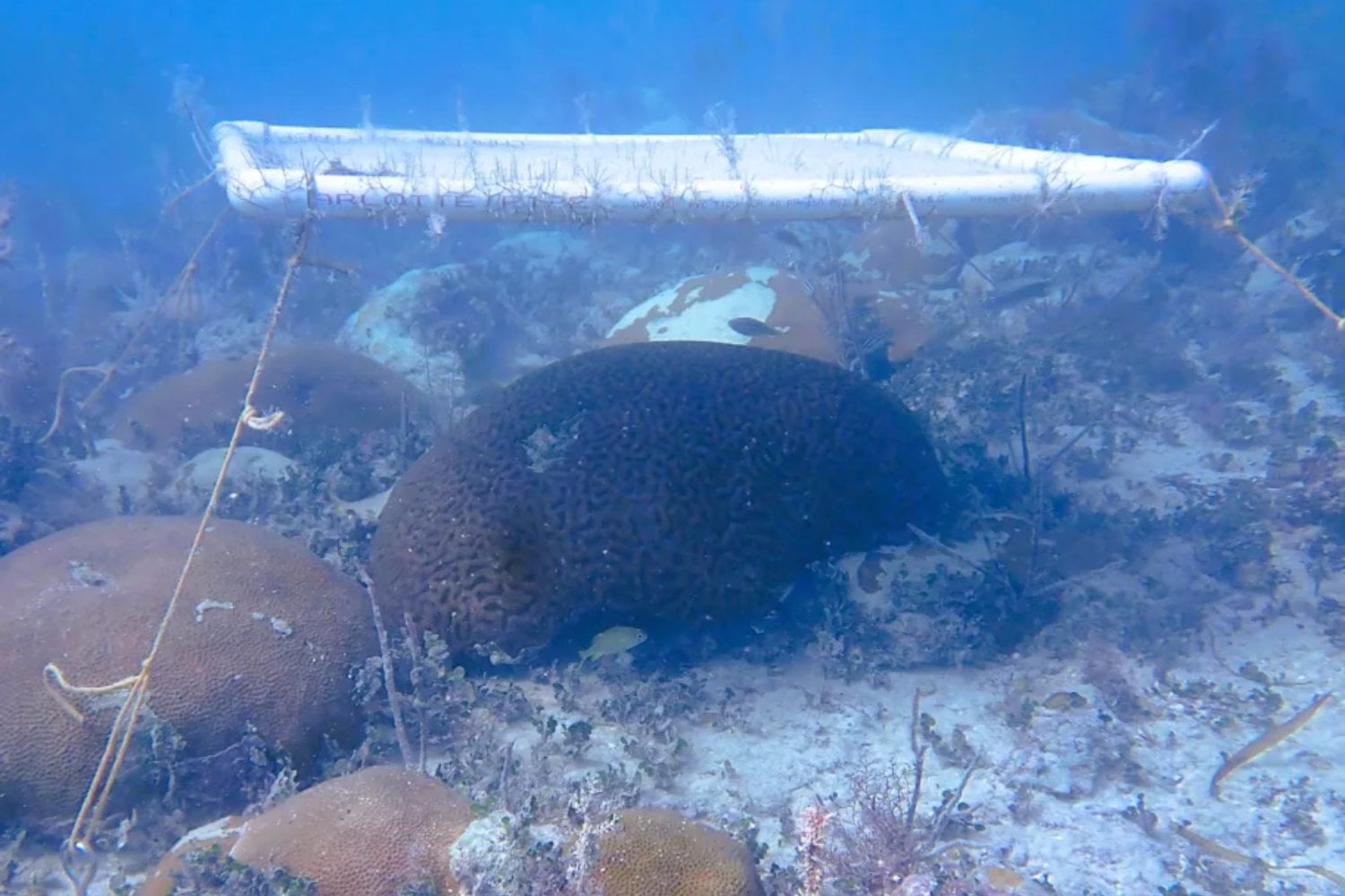 El mar de Florida estaba tan caliente que los corales empezaban a quedarse blancos. Unas “sombrillas” submarinas lograron algo inesperado
