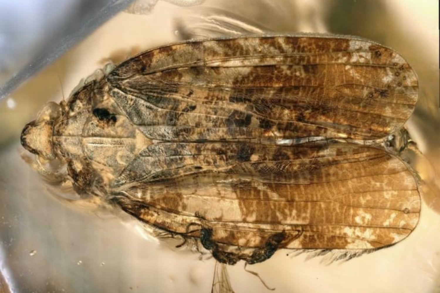 Hace 99 millones de años, un insecto desarrolló una boca que hoy ya no existe: una “manguera” flexible casi dos veces más larga que su cuerpo
