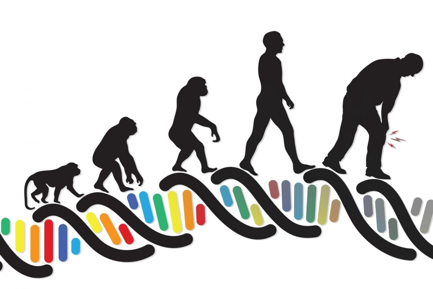 La evolución nos dio un cuerpo capaz de caminar durante horas. El precio pudo quedar escondido en nuestras articulaciones