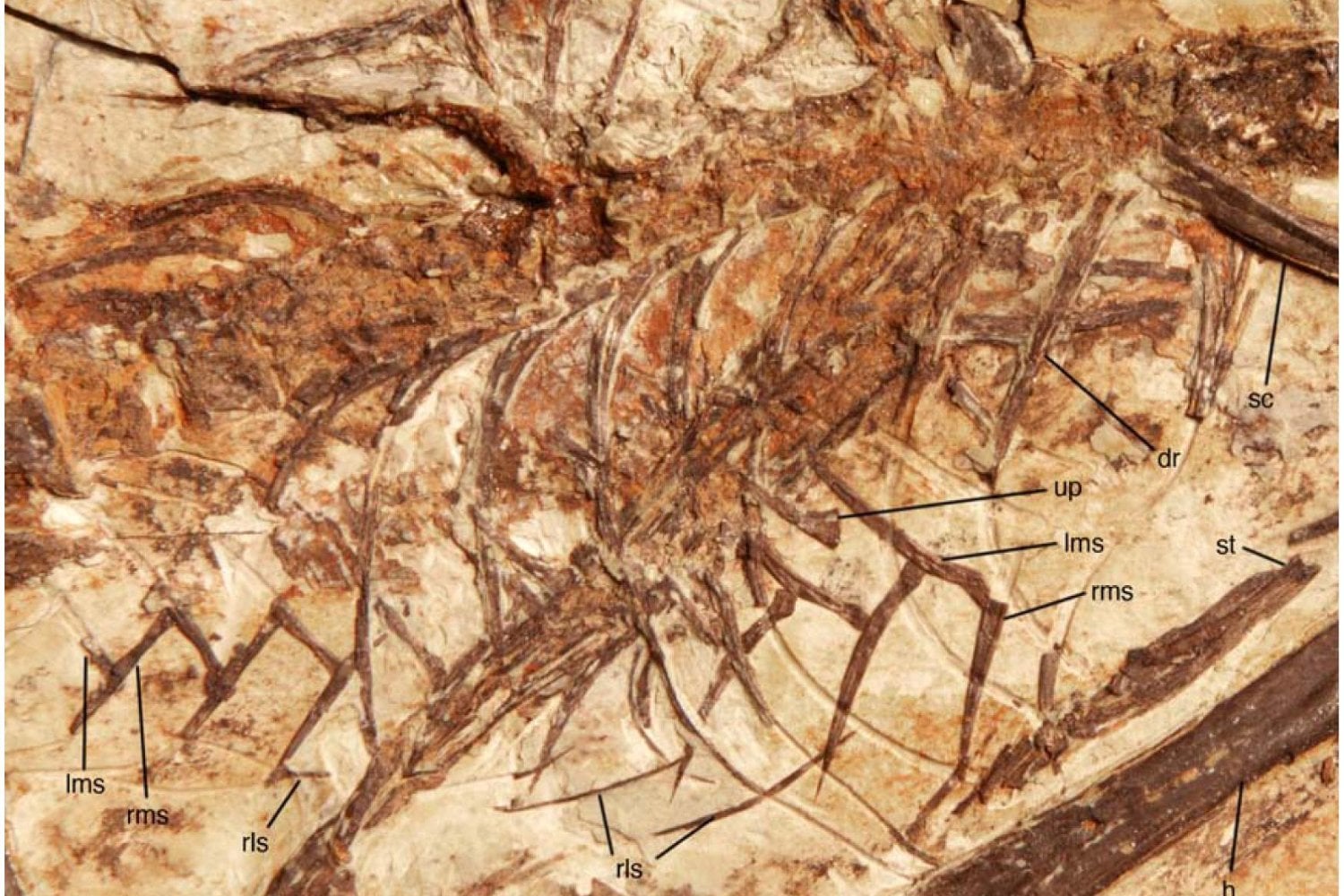 Un dinosaurio de apenas 57 centímetros acaba de complicar la historia del vuelo: sus cuatro alas siguieron un camino distinto al de las aves