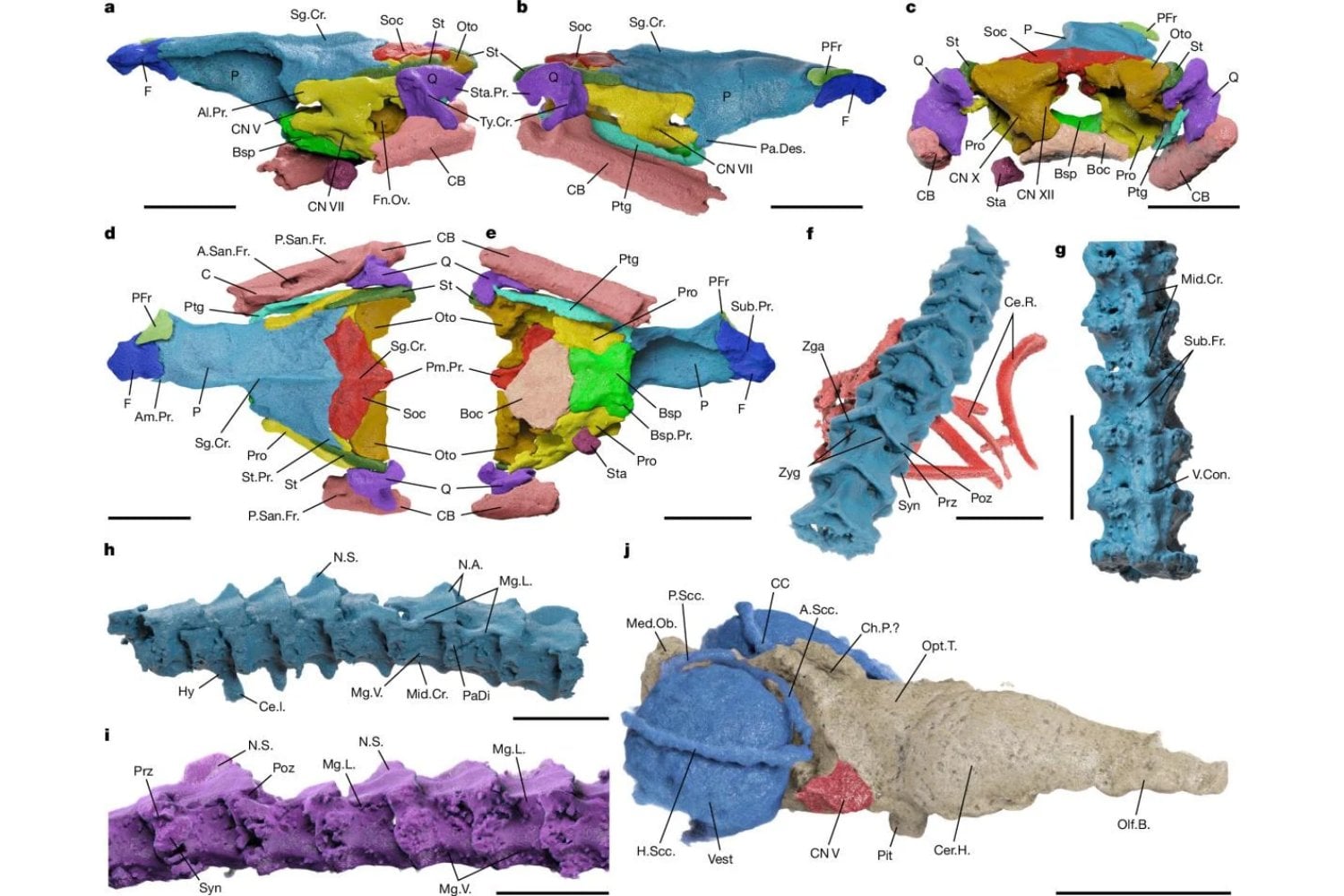 Encontraron una serpiente de 80 millones de años en Brasil y descubrieron algo desconcertante. Su cerebro está cambiando lo que sabíamos de estos reptiles