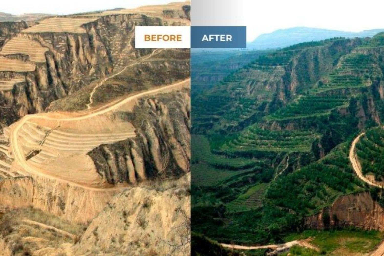 China plantó millones de árboles para convertir una región árida en un paisaje verde. El plan funcionó tan bien que ahora está provocando un problema bajo tierra