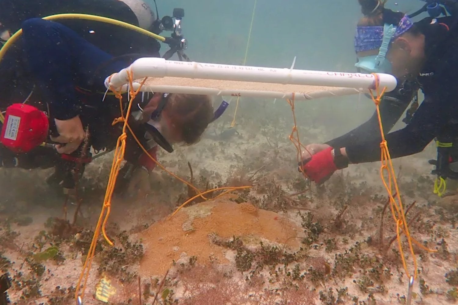 El mar de Florida estaba tan caliente que los corales empezaban a quedarse blancos. Unas “sombrillas” submarinas lograron algo inesperado