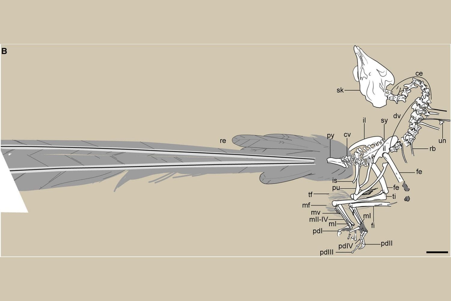 Hace 150 millones de años vivió en China un ave con dientes y garras de dinosaurio. Su fósil acaba de revelar algo inesperado sobre el origen del vuelo