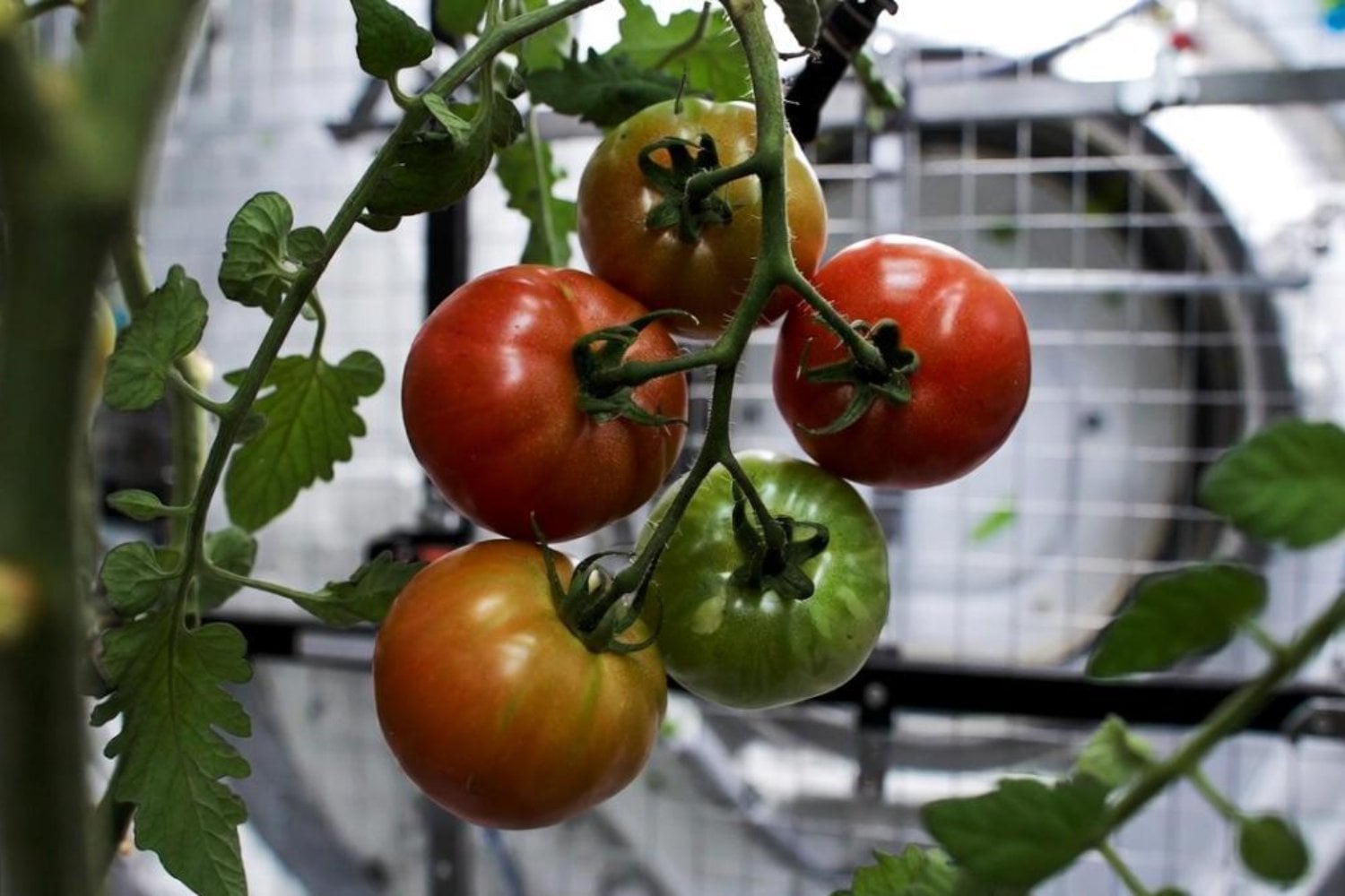 China consiguió cultivar tomates a 400 kilómetros de la Tierra. Pero lo verdaderamente extraordinario es lo que ha logrado hacer con sus raíces