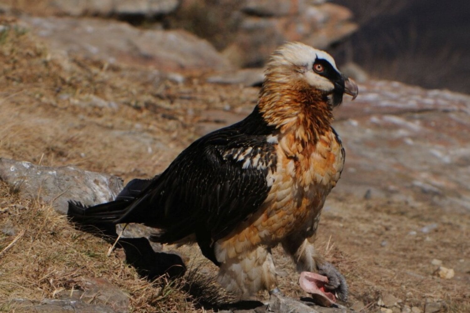 En África hay un buitre que se come los huesos y mata a su propio hermano al nacer. Ahora los científicos quieren aprovecharlo para salvarlo de la extinción