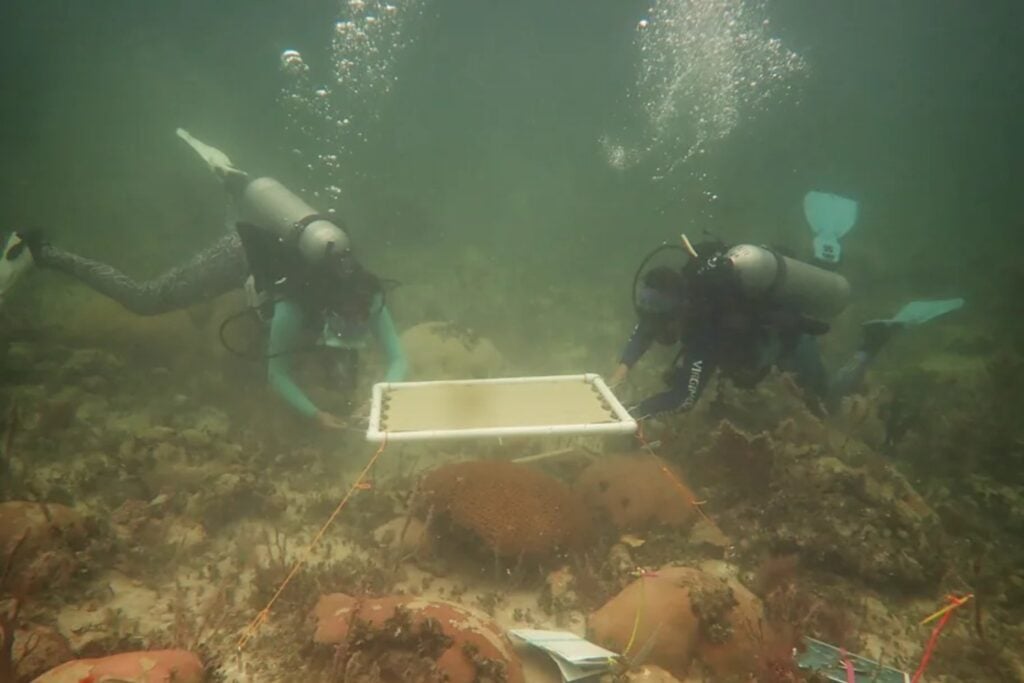 El mar de Florida estaba tan caliente que los corales empezaban a quedarse blancos. Unas “sombrillas” submarinas lograron algo inesperado