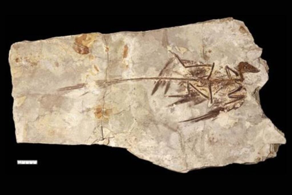 Un dinosaurio de apenas 57 centímetros acaba de complicar la historia del vuelo: sus cuatro alas siguieron un camino distinto al de las aves