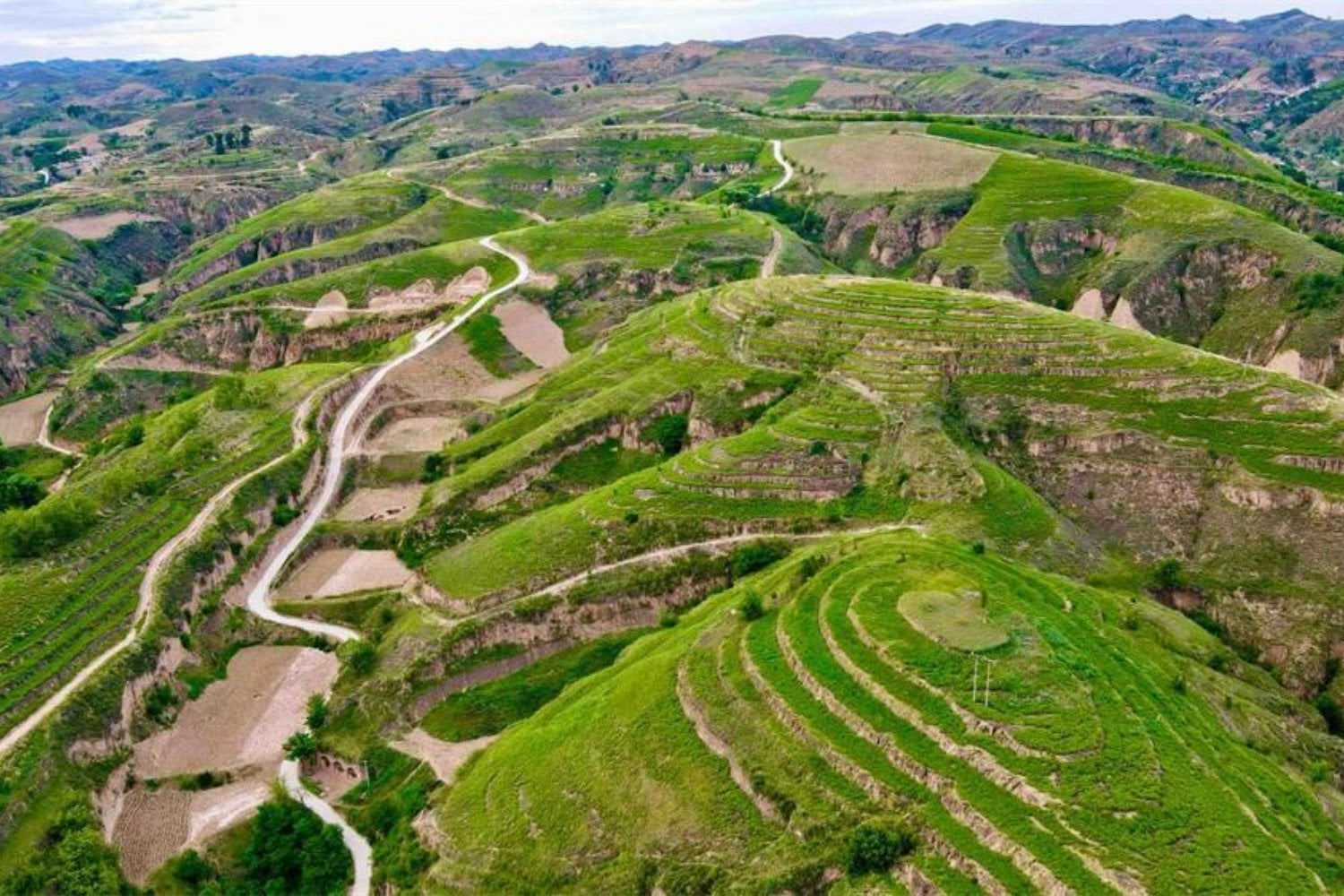 China plantó millones de árboles para convertir una región árida en un paisaje verde. El plan funcionó tan bien que ahora está provocando un problema bajo tierra