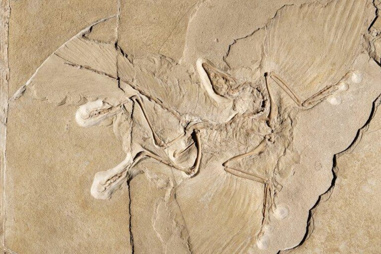 Hace 150 millones de años vivió en China un ave con dientes y garras de dinosaurio. Su fósil acaba de revelar algo inesperado sobre el origen del vuelo