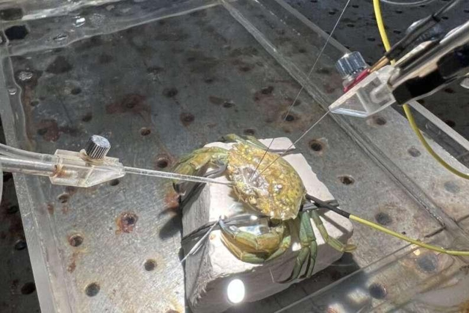 Llevamos siglos echando cangrejos vivos al agua hirviendo. Un experimento con su cerebro acaba de plantear una pregunta incómoda