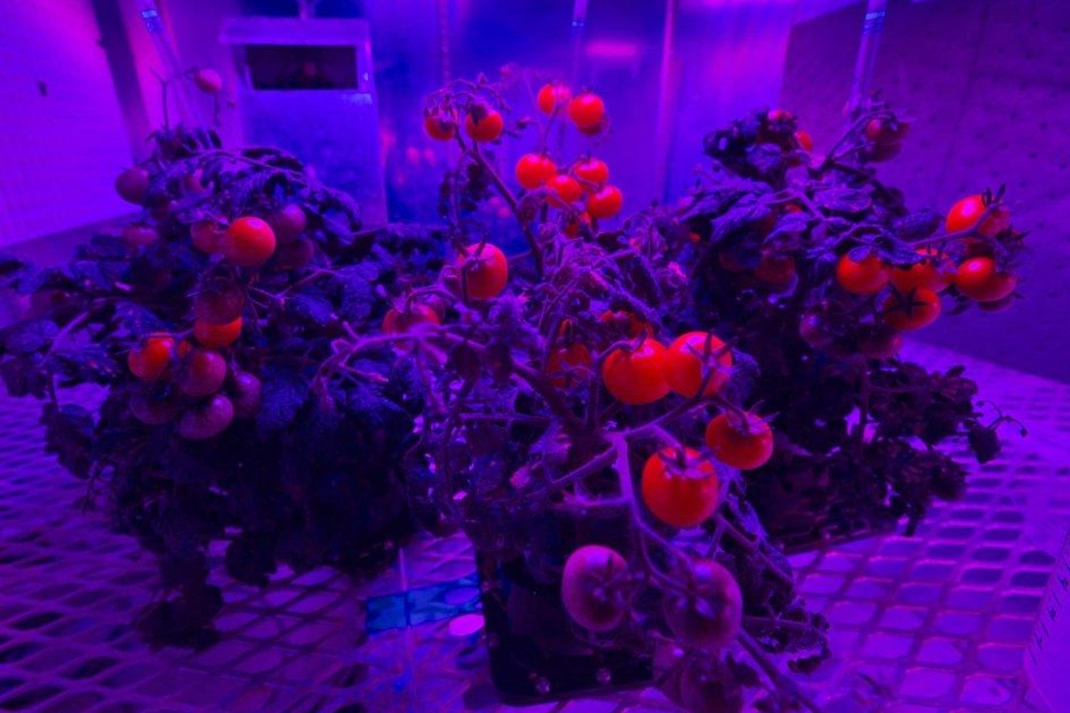China consiguió cultivar tomates a 400 kilómetros de la Tierra. Pero lo verdaderamente extraordinario es lo que ha logrado hacer con sus raíces