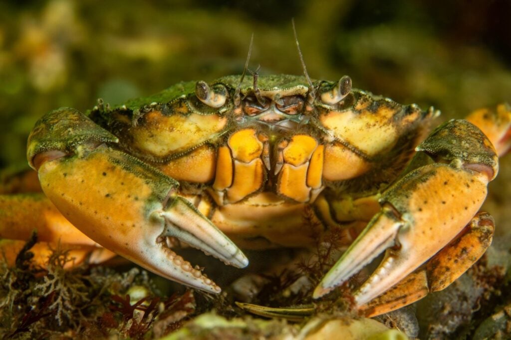 Llevamos siglos echando cangrejos vivos al agua hirviendo. Un experimento con su cerebro acaba de plantear una pregunta incómoda