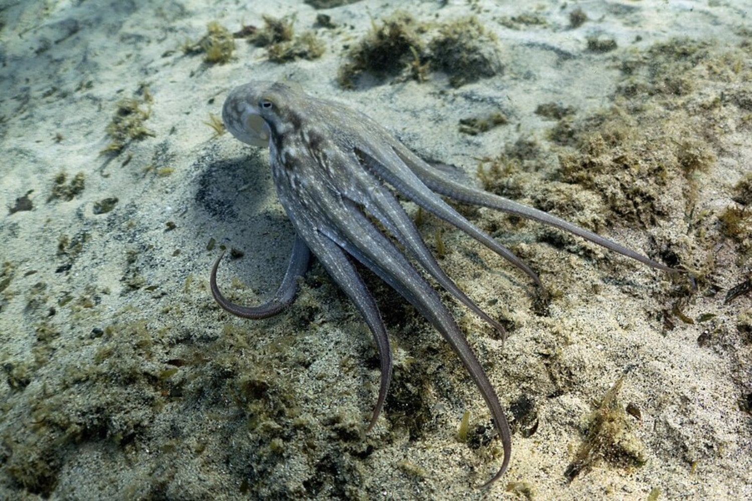 Italia lleva décadas intentando frenar a un invasor llegado de América. Ahora ha descubierto que uno de sus peores enemigos ya vivía en el Mediterráneo