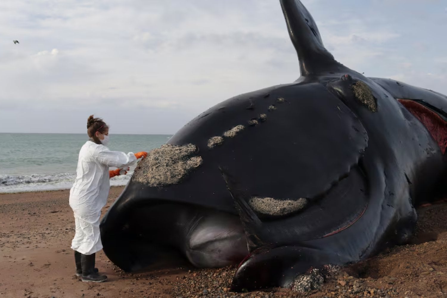 Algo está matando a las ballenas en la Patagonia argentina y los científicos están en alerta. Dos amenazas podrían explicar la mortandad
