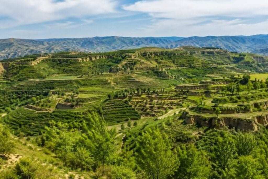 China plantó millones de árboles para convertir una región árida en un paisaje verde. El plan funcionó tan bien que ahora está provocando un problema bajo tierra