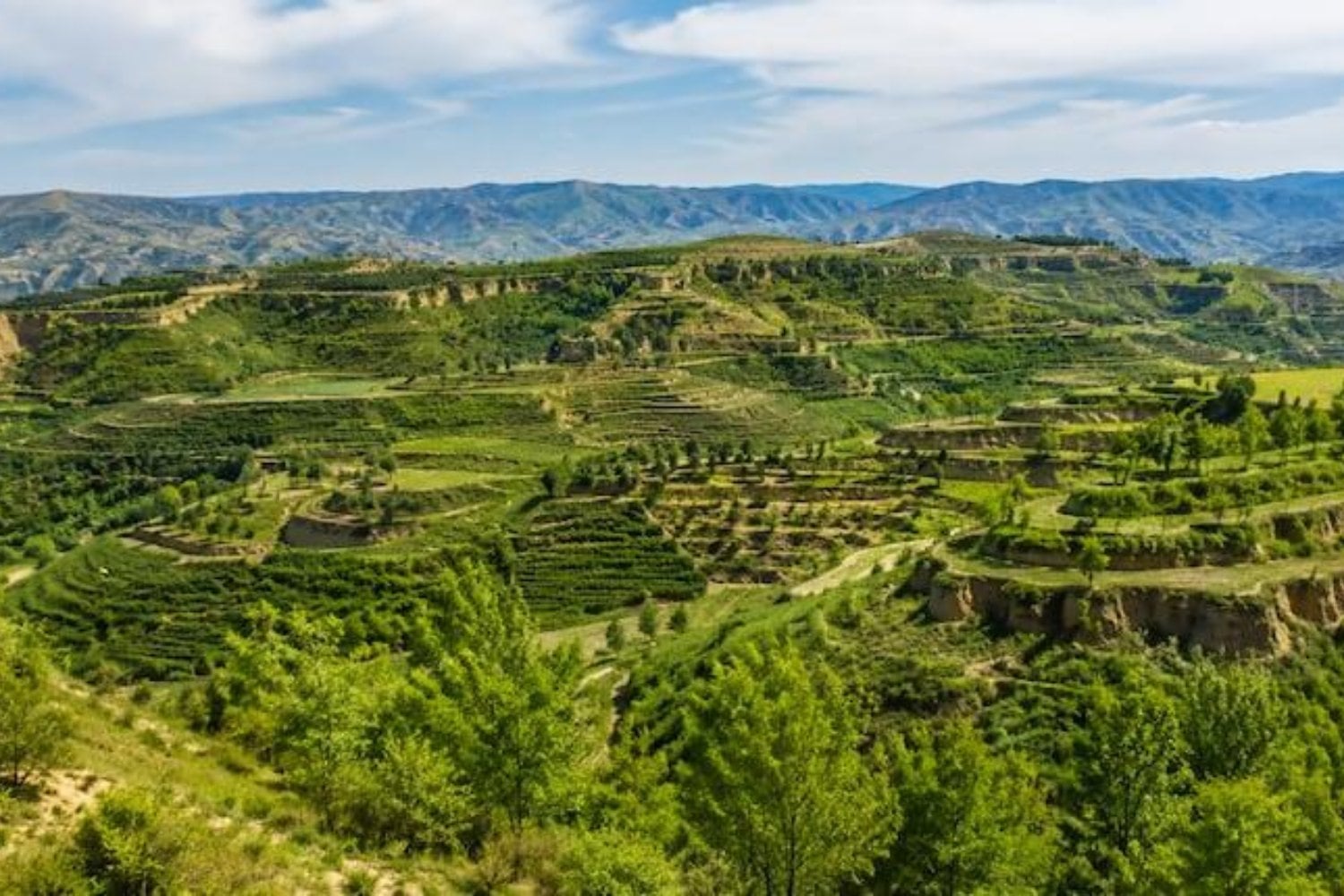 China plantó millones de árboles para convertir una región árida en un paisaje verde. El plan funcionó tan bien que ahora está provocando un problema bajo tierra