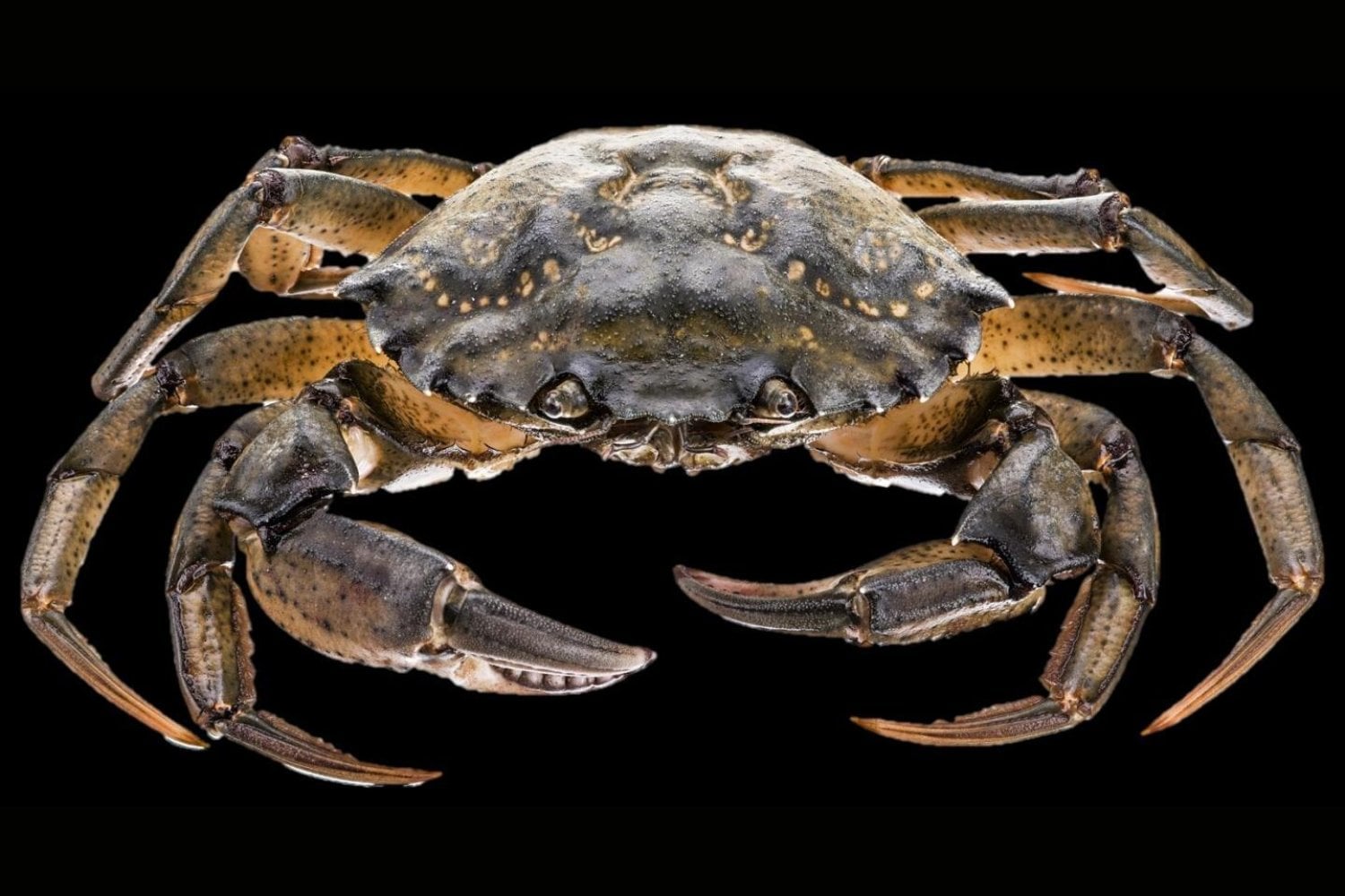 Llevamos siglos echando cangrejos vivos al agua hirviendo. Un experimento con su cerebro acaba de plantear una pregunta incómoda