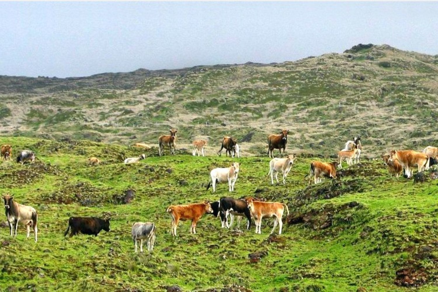 Cinco vacas quedaron abandonadas en una isla remota y se multiplicaron durante más de un siglo. Su ADN terminó desmontando una historia que la ciencia daba por cierta